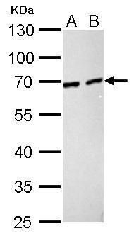 Nucleoporin p62 antibody