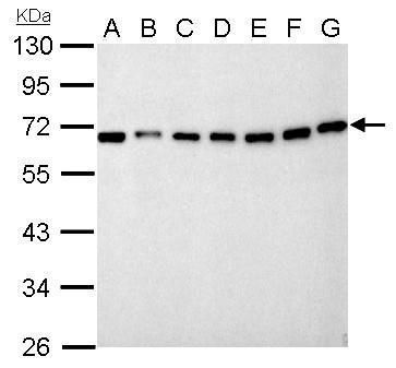 Nucleoporin p62 antibody
