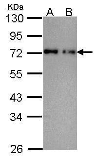 Nucleoporin p62 antibody