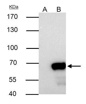 Nucleoporin p62 antibody