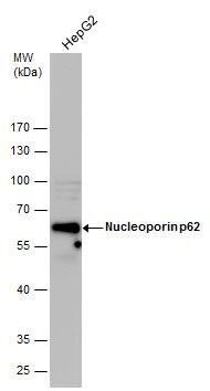 Nucleoporin p62 antibody