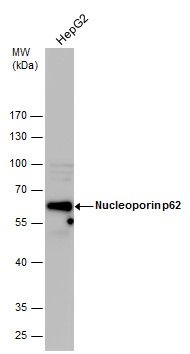 nucleoporin 62 Antibody