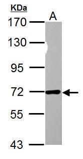 nucleoporin 62 Antibody