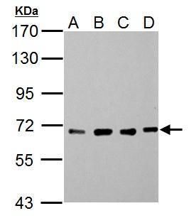 Nucleoporin p62 antibody