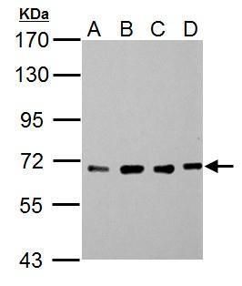 nucleoporin 62 Antibody