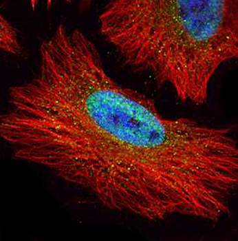 nucleoporin p62 antibody