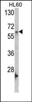 Nucleostemin antibody