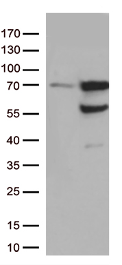 Nucleostemin Antibody