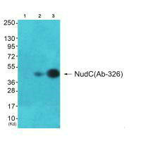 NUDC (Ab-326) antibody