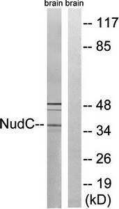 NudC (Ab-326) Antibody