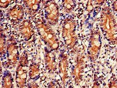 NUDT1 Antibody