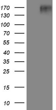 NUDT10 Antibody
