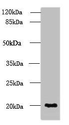 NUDT11 antibody