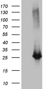 NUDT12 Antibody