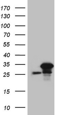 NUDT12 Antibody