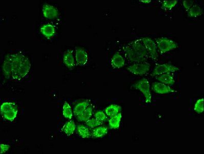 NUDT21 Antibody