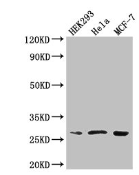 NUDT21 antibody