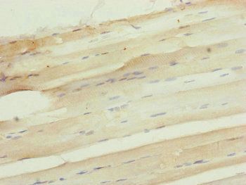 NUF2 Antibody