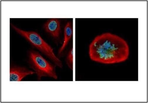 NUF2 component of NDC80 kinetochore complex Antibody