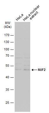 NUF2 component of NDC80 kinetochore complex Antibody