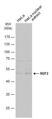 NUF2 antibody