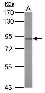 NULP1 antibody