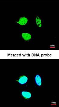 NULP1 antibody