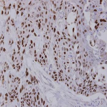 NULP1 antibody