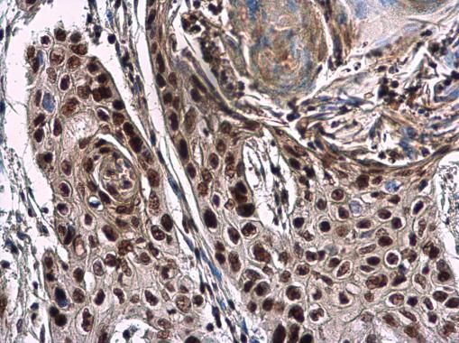 NuMA antibody [N1], N-term