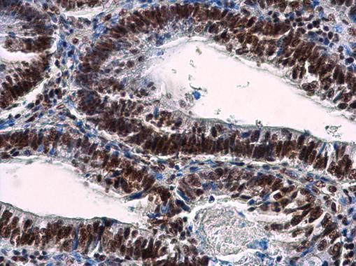 NuMA antibody [N1], N-term