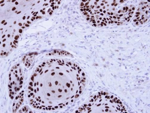 NuMA antibody [N1], N-term