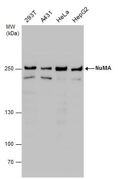 NuMA antibody