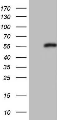 NUMB Antibody