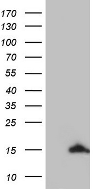NUMB Antibody