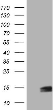NUMB Antibody