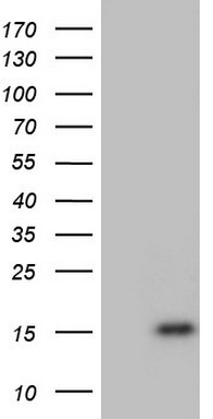 NUMB Antibody