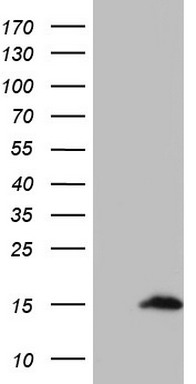 NUMB Antibody