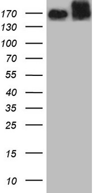 NUMB Antibody