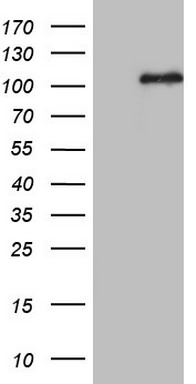 NUMB Antibody