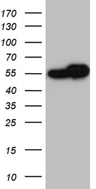 NUMB Antibody