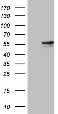 NUMB Antibody