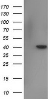NUMB Antibody