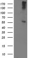 NUMB Antibody