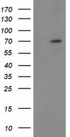 NUMB Antibody