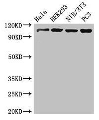 NUP107 antibody