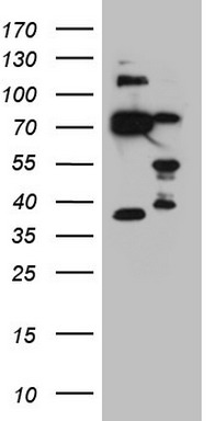NUP43 Antibody