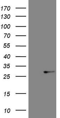 NUP43 Antibody