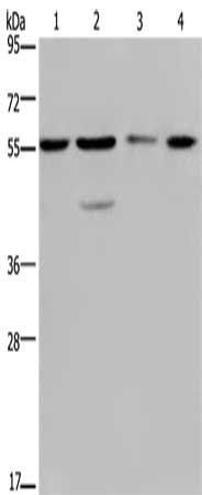 NUP50 antibody