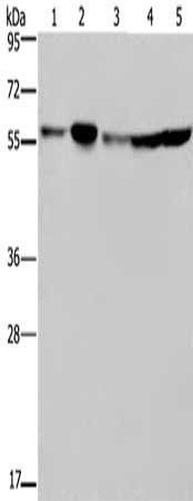 NUP50 antibody