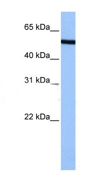 NUP50 antibody